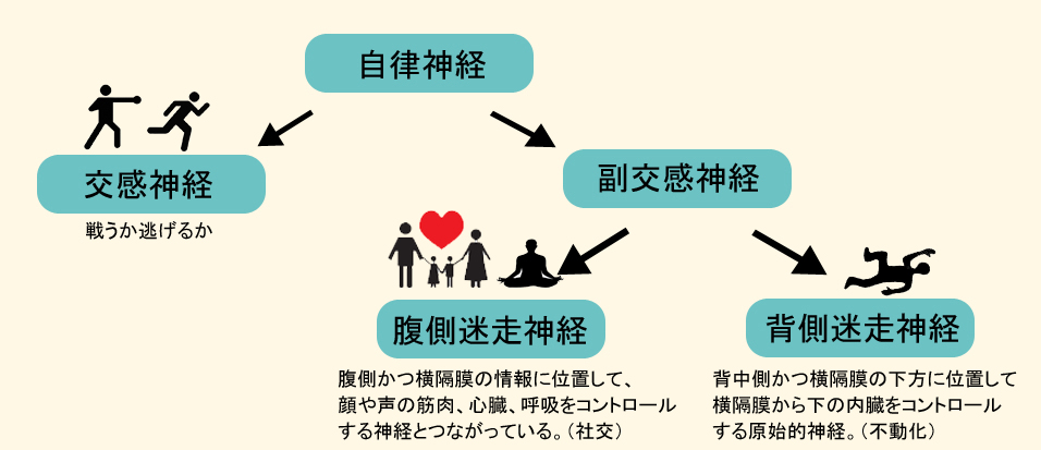 画像に alt 属性が指定されていません。ファイル名: polyvagal11-2.jpg