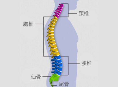 脊椎